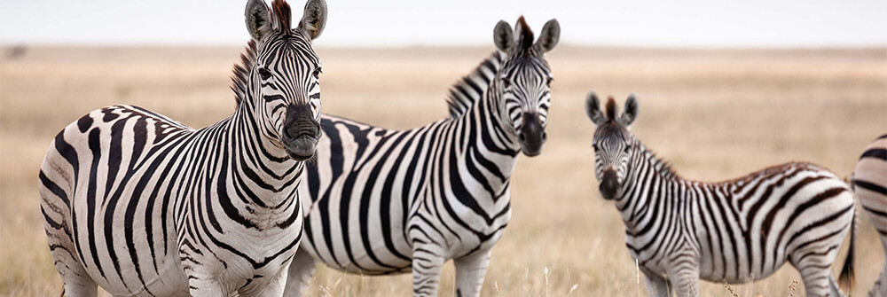 Zebra's op fotobehang
