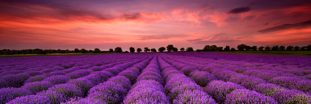Fotobehang met Bloemenvelden Fotobehang met Bloemenvelden