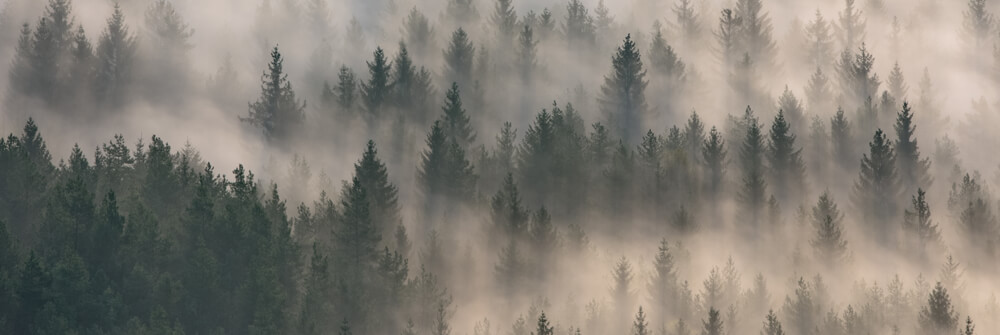 Bosbehang - Fotobehang met een bos