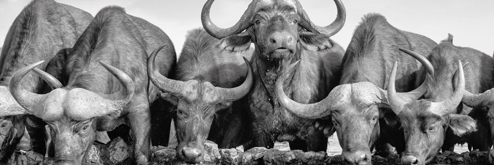 Fotobehang met een buffel Fotobehang met een buffel