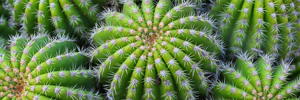 Fotobehang met Cactussen Fotobehang met Cactussen