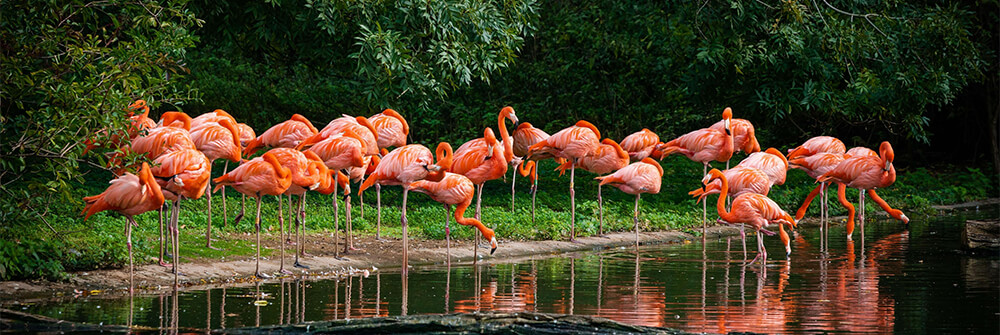 Flamingo's op fotobehang