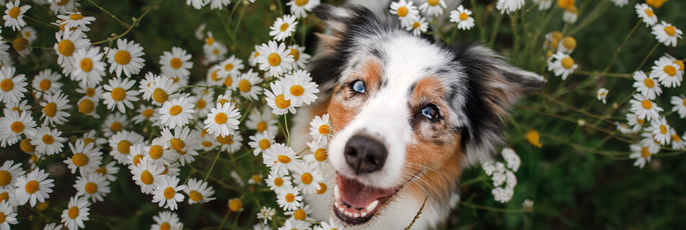Fotobehang met Honden Fotobehang met Honden