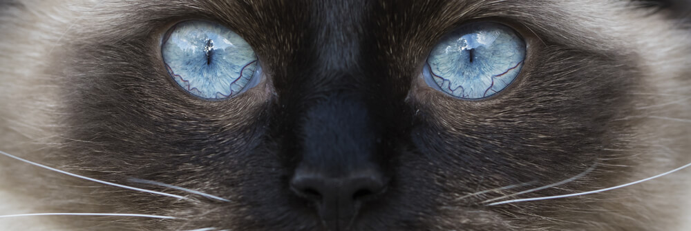 Fotobehang Poezen en Katten Fotobehang Poezen en Katten
