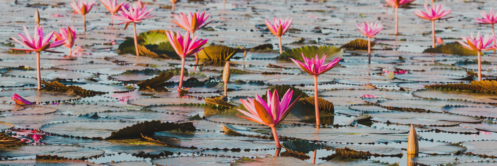 Fotobehang met Lotusbloemen