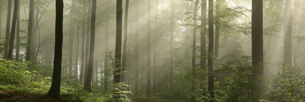Fotobehang van de natuur Fotobehang van de natuur