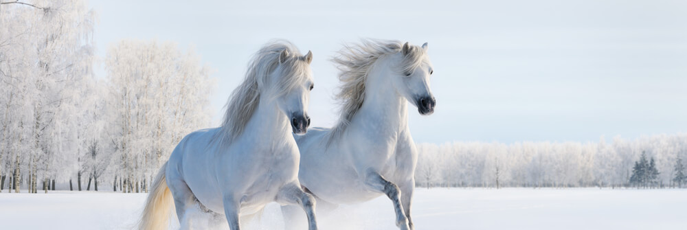 Fotobehang met Paarden Fotobehang met Paarden