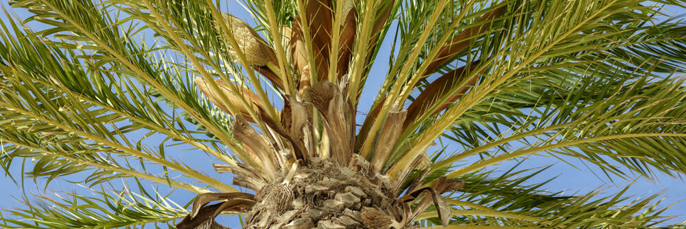 Fotobehang met palmbomen