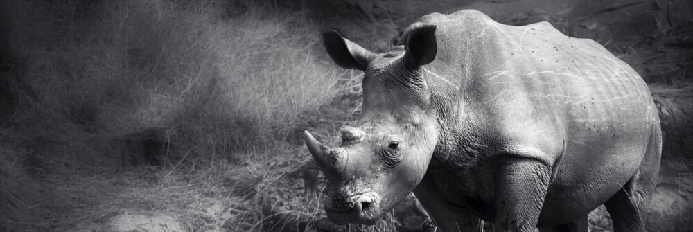 Fotobehang Safaridieren Fotobehang Safaridieren