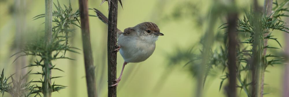 Vogel behang Vogel behang