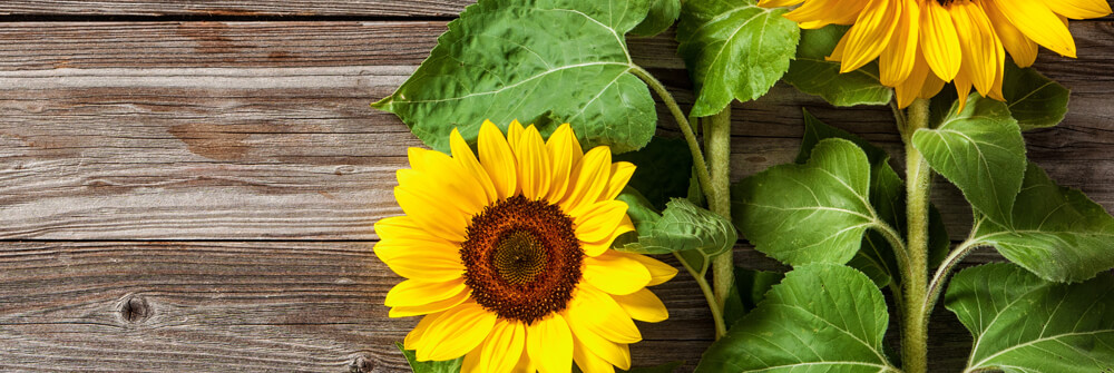 Fotobehang met Zonnebloemen Fotobehang met Zonnebloemen
