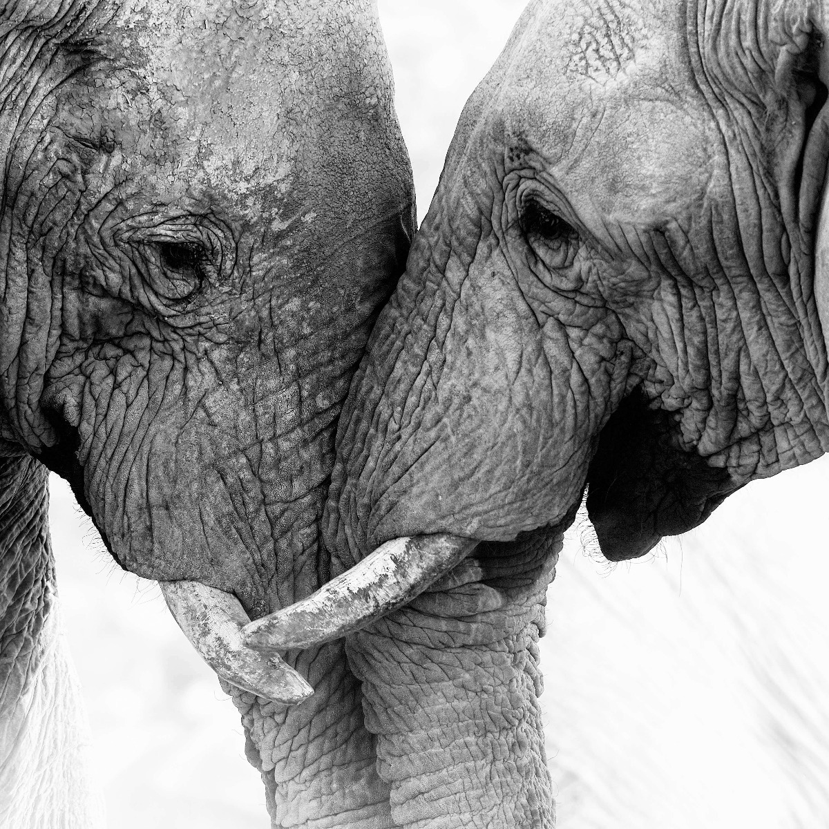 Dieren Fotobehang olifanten 12