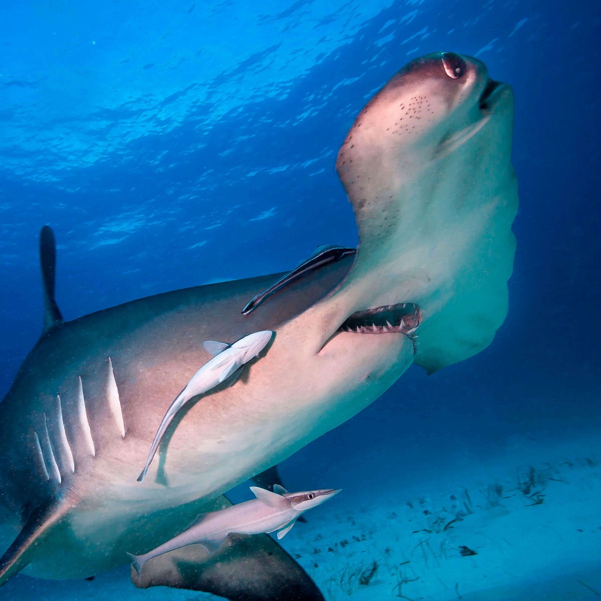 Hamerhaai Fotobehang