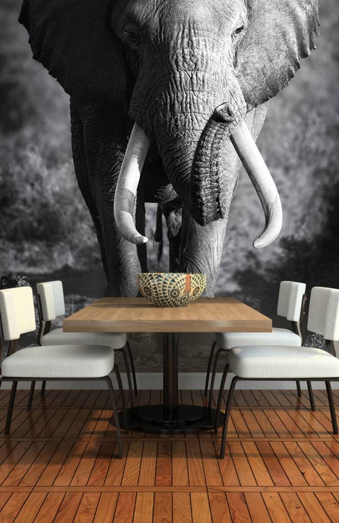 Zwart Wit behang - Afrikaanse olifant - Tienerkamer 1