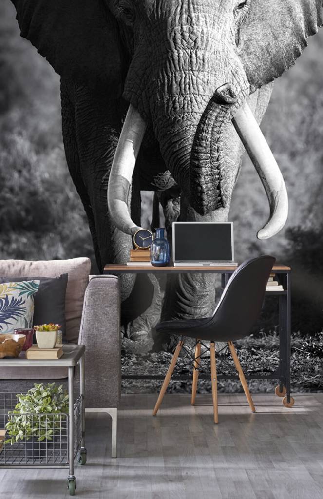 Zwart Wit behang - Afrikaanse olifant - Tienerkamer 2