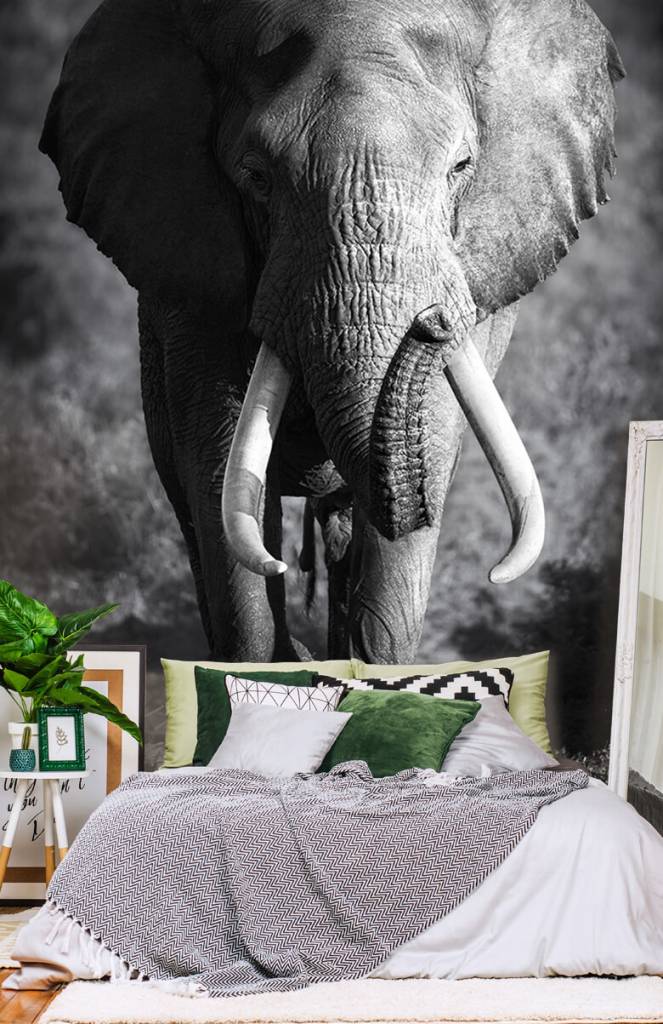 Zwart Wit behang - Afrikaanse olifant - Tienerkamer 4