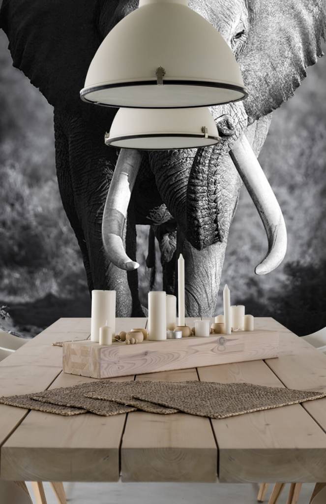 Zwart Wit behang - Afrikaanse olifant - Tienerkamer 5