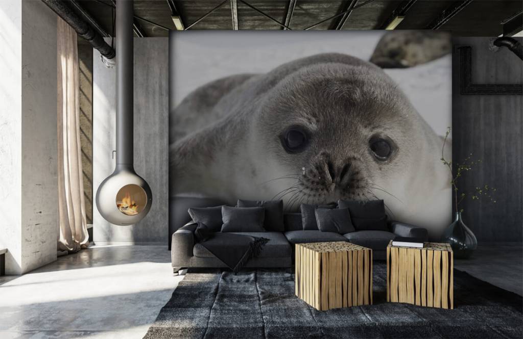 Peuter behang - Close-up van een zeehond - Kinderkamer 5
