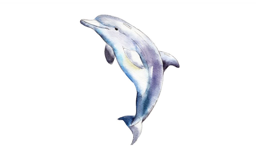 Getekende dolfijn