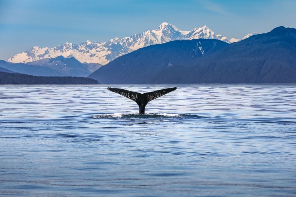 Duikende walvis met bergen op de achtergrond