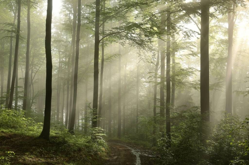 Groen bos in de mist