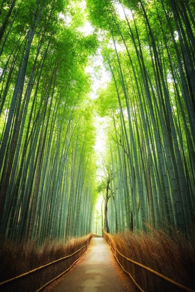 Pad door het bamboe