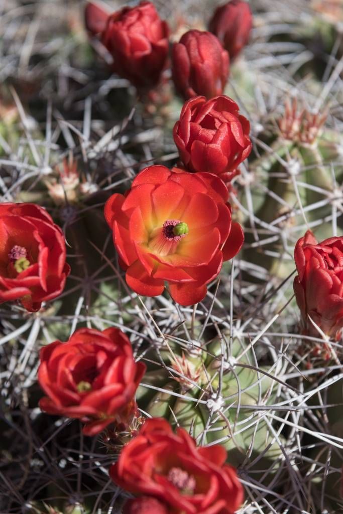 Rode cactus bloemen