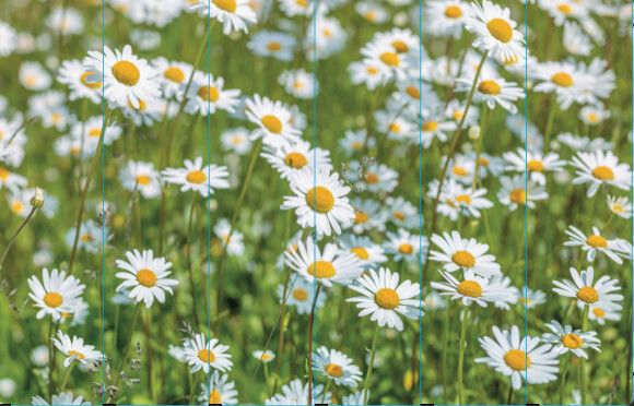 Madeliefjes in 't veld - Outlet - 415 x 265 cm