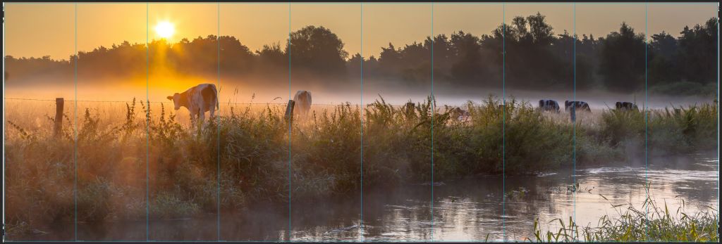 Koeien in het weiland - outlet - 795 x 260 cm 