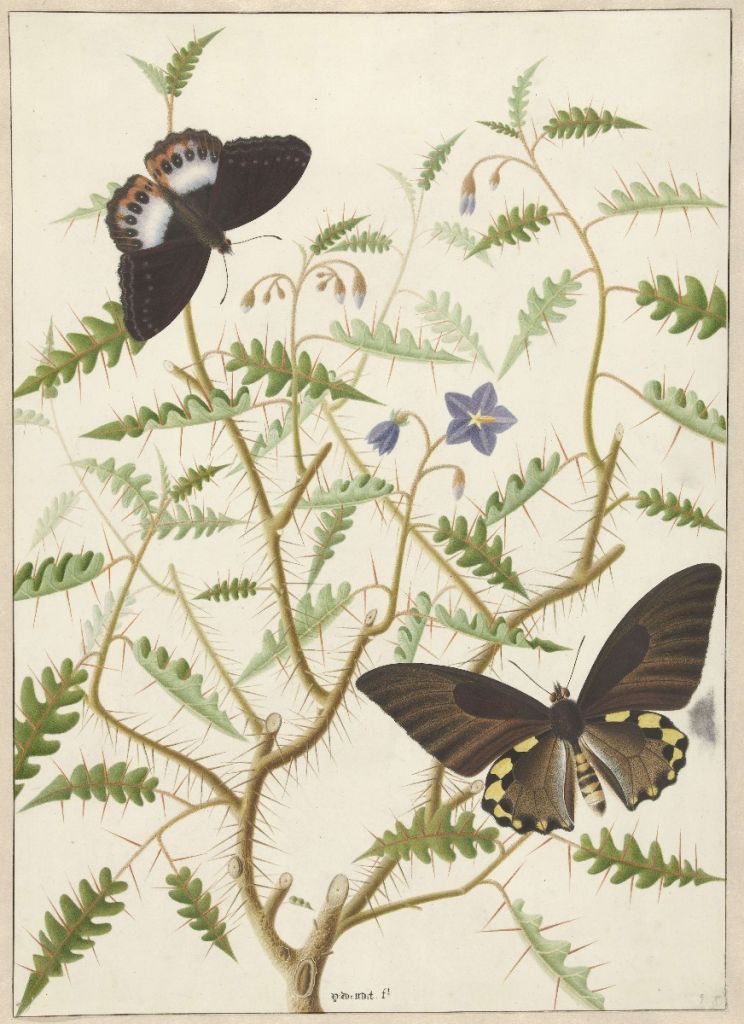 Een bloesemende struik met twee uitheemse vlinders