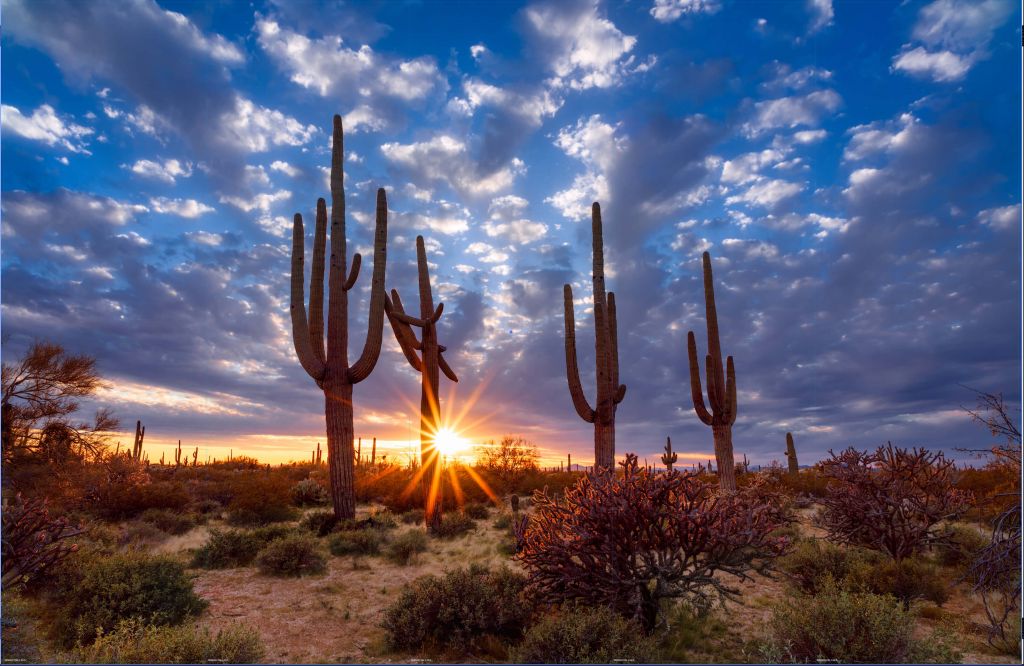Woestijn met cactussen - Outlet - 390 x 250 cm