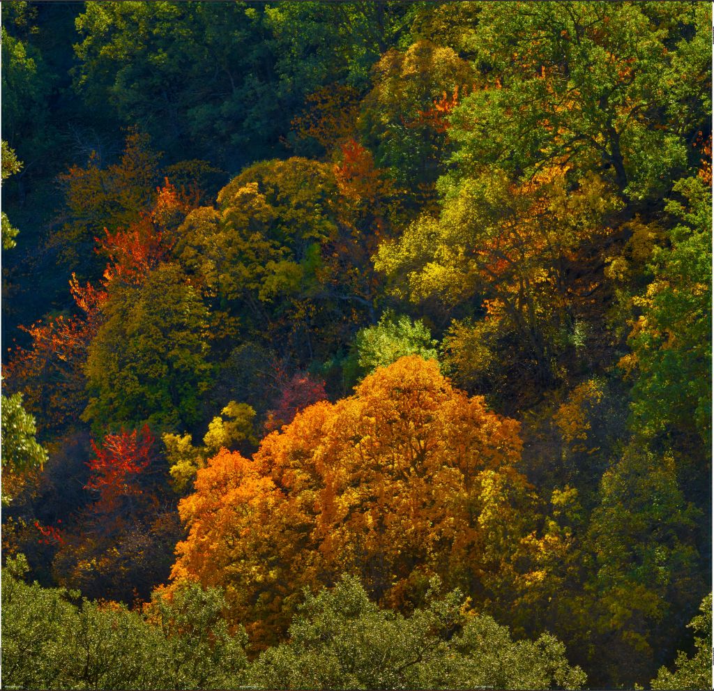 Herfstkleuren op een berg - Outlet - 268 x 260 cm