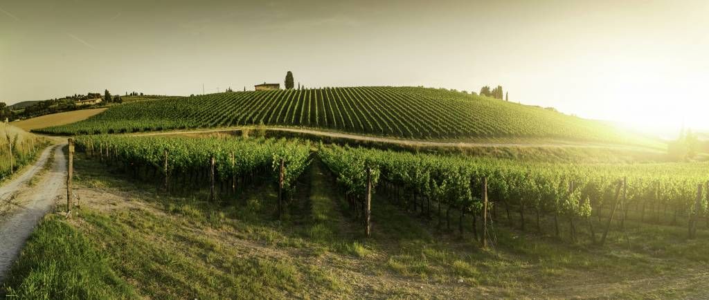 Toscaanse wijngaard