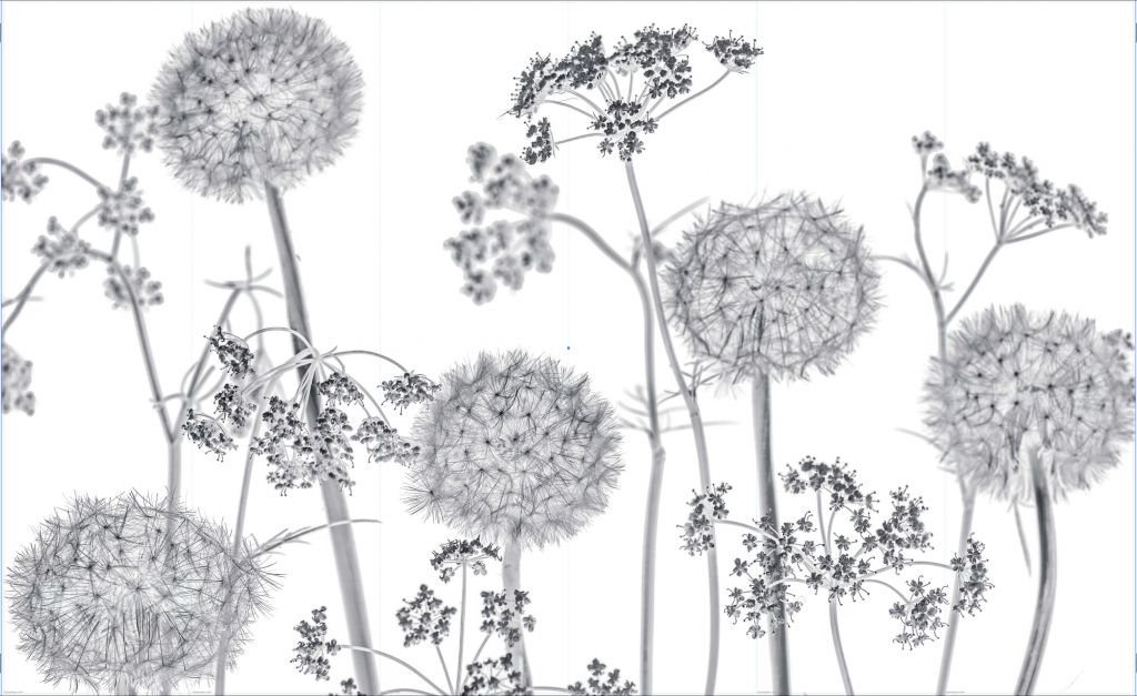 Meadow bloemen in zwart-wit - Outlet - 480 x 290 cm