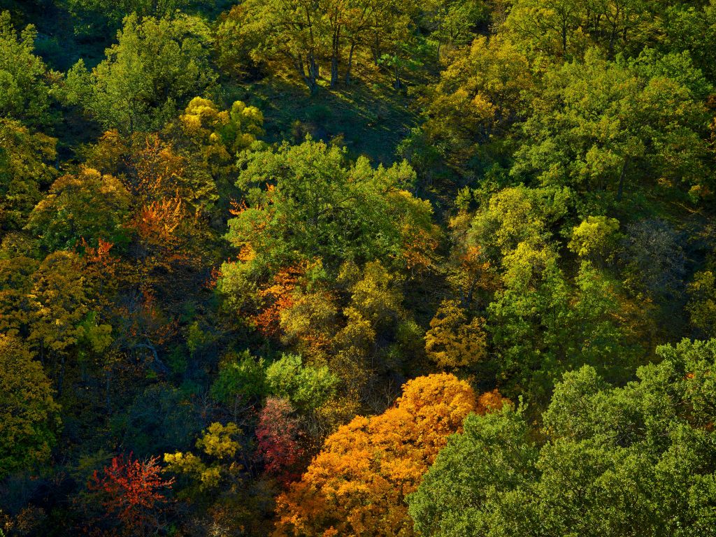 Bomen met herfstkleuren