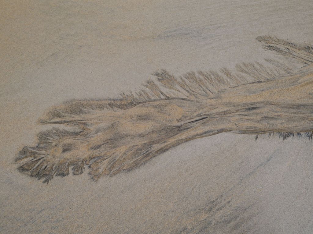 Tentakels in het zand