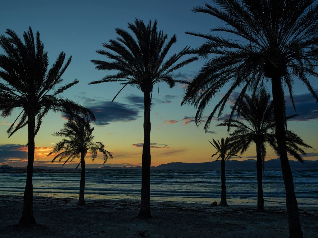 Palmbomen bij zonsondergang