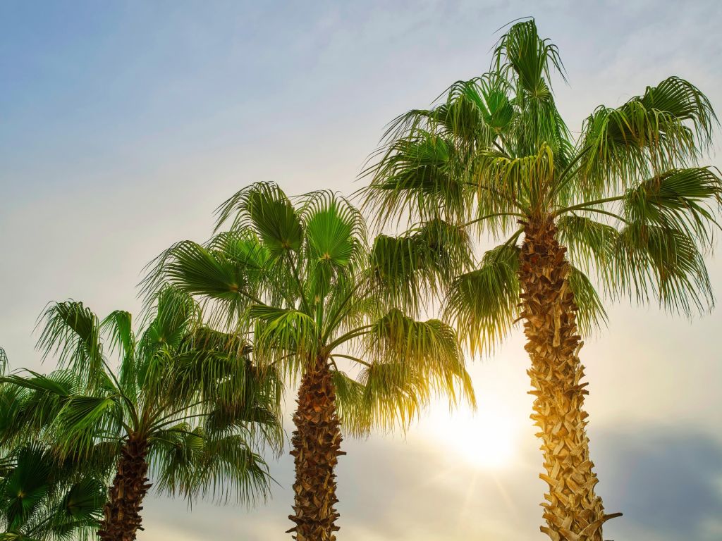 Palmbomen met zon
