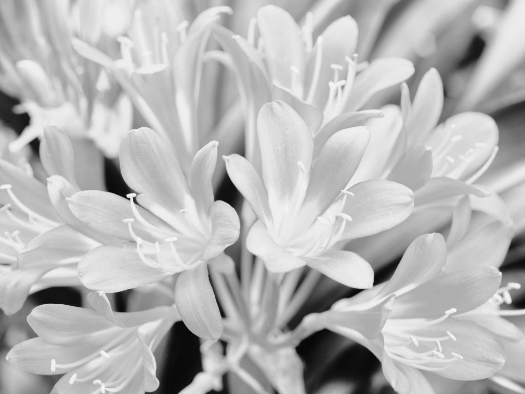 Bloemen in bloei, zwart-wit