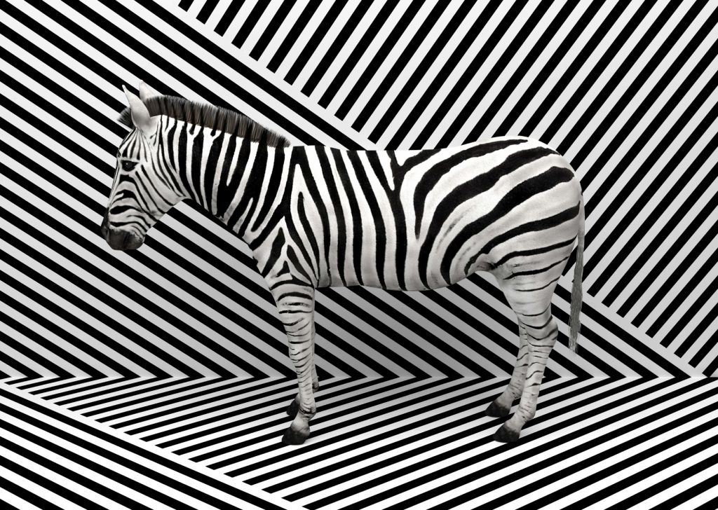 Gecamoufleerde zebra