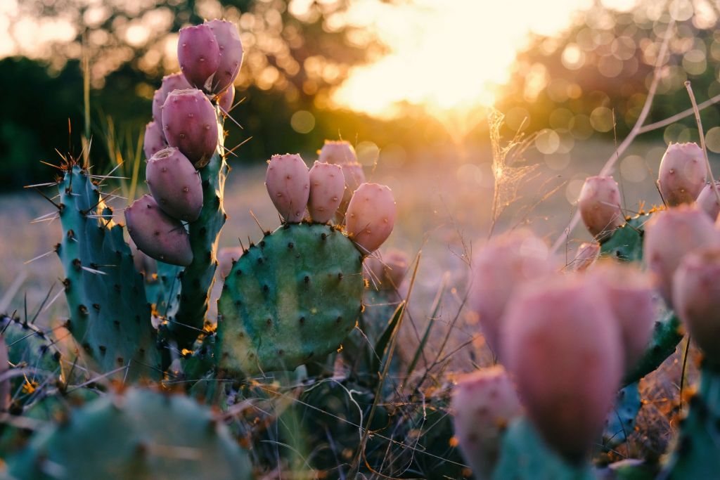 Cactus met bloemen
