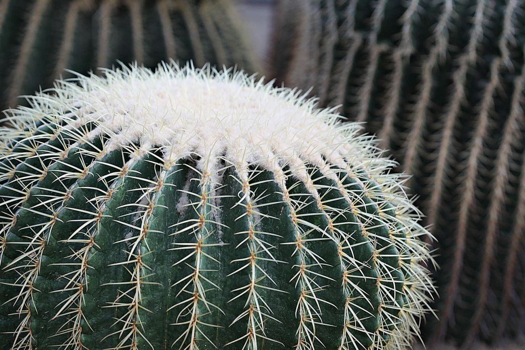 Ronde cactus