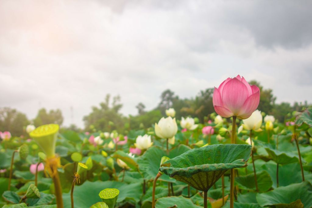 Roze en witte lotusbloemen