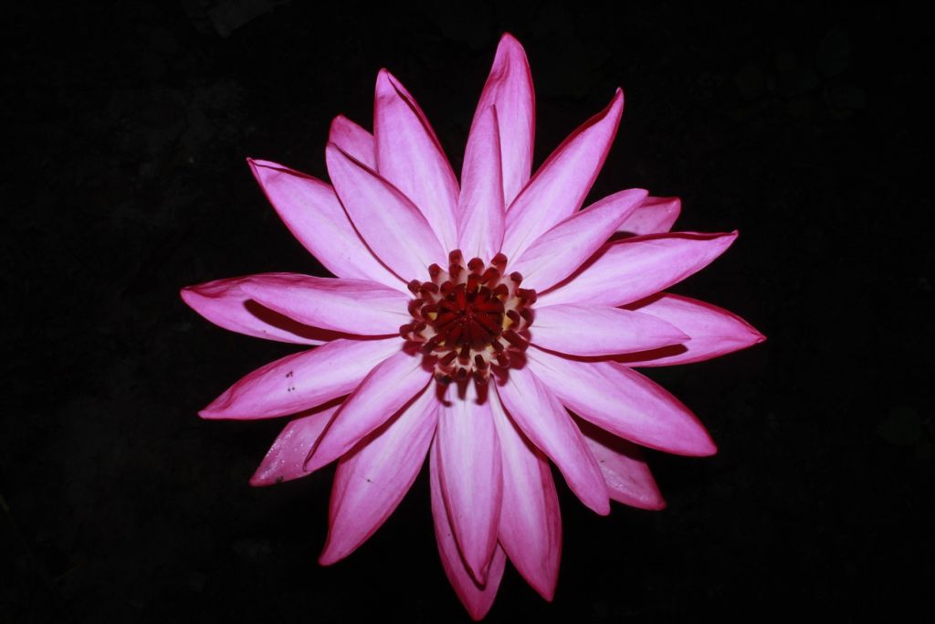 Lotusbloem van boven