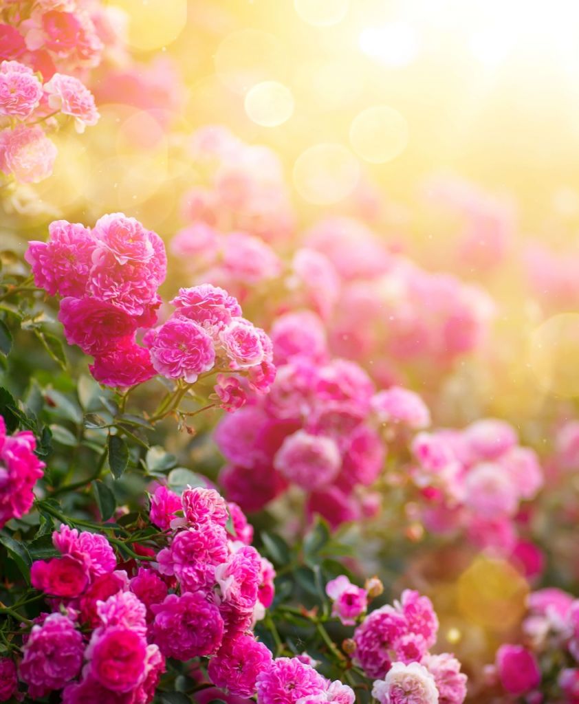 Roze rozenstruiken