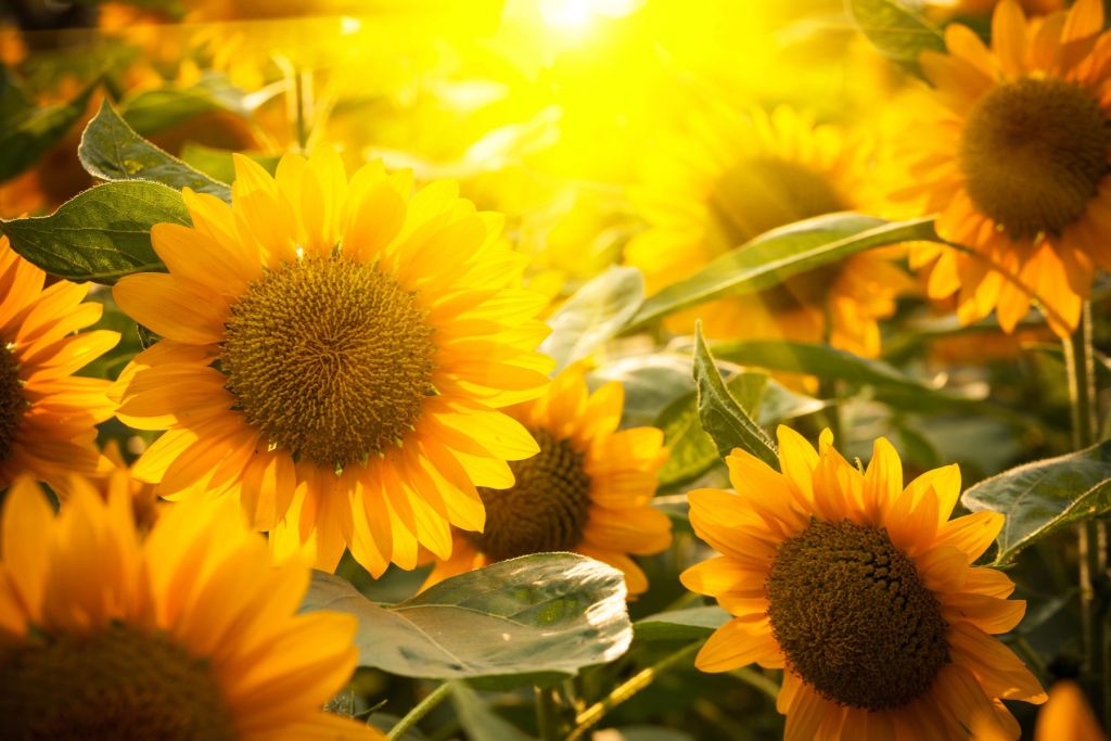 Zonnebloemen en zon