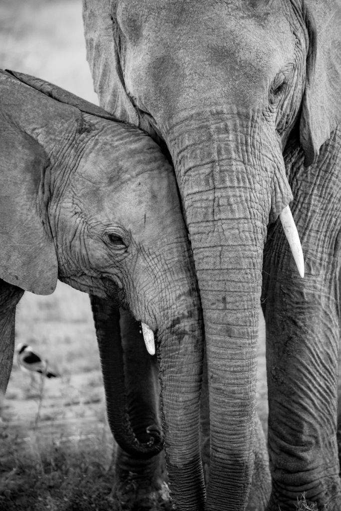 Knuffelende olifanten