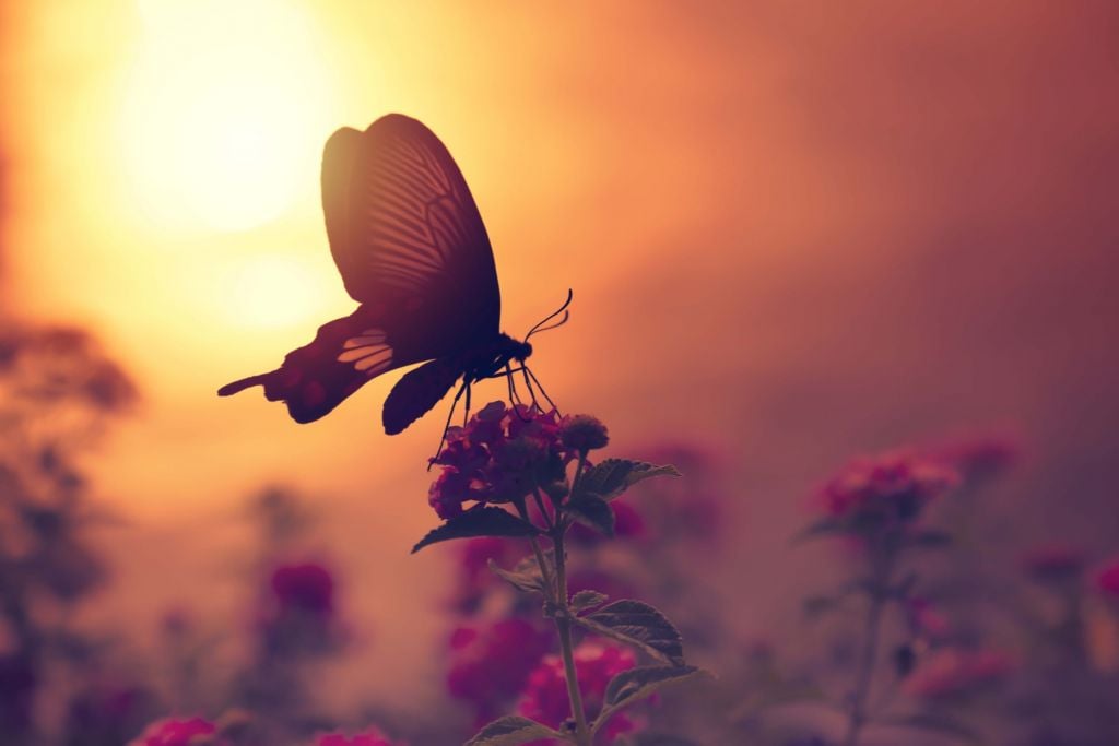 Vlinder met zonsondergang