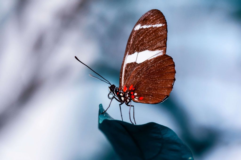 Close-up vlinder