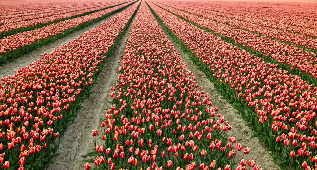 Kleurrijk tulpenveld